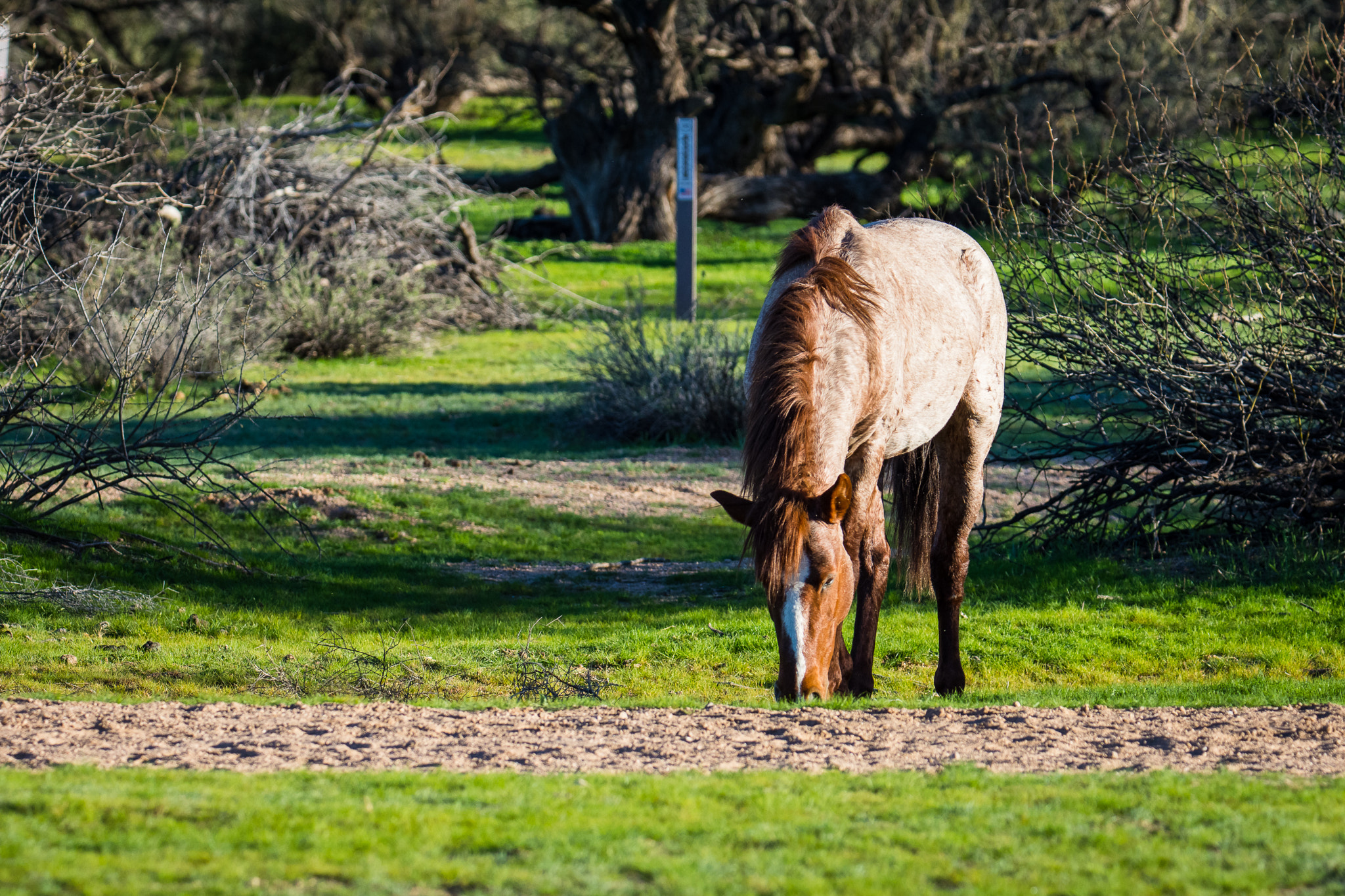 Nikon D7200 + Sigma 50mm F2.8 EX DG Macro sample photo. Salt river wild horses photography