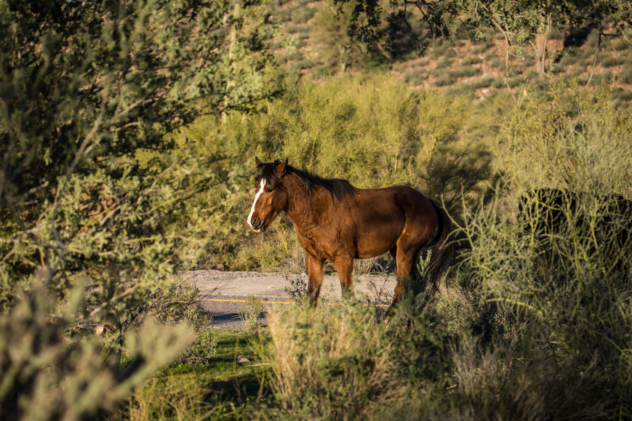 Nikon D7200 + Sigma 50mm F2.8 EX DG Macro sample photo. Salt river wild horses photography