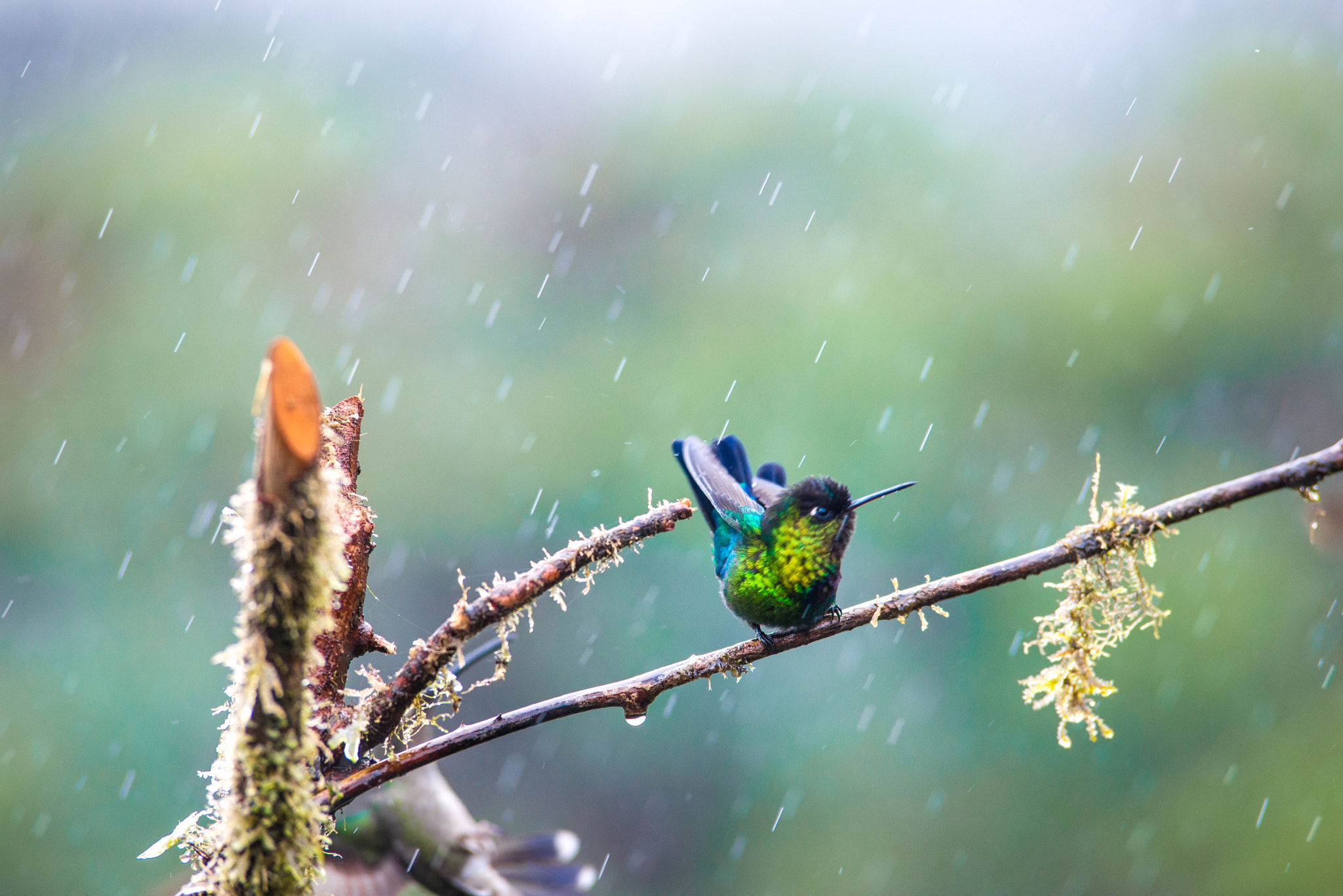 Nikon D600 sample photo. Colibri photography