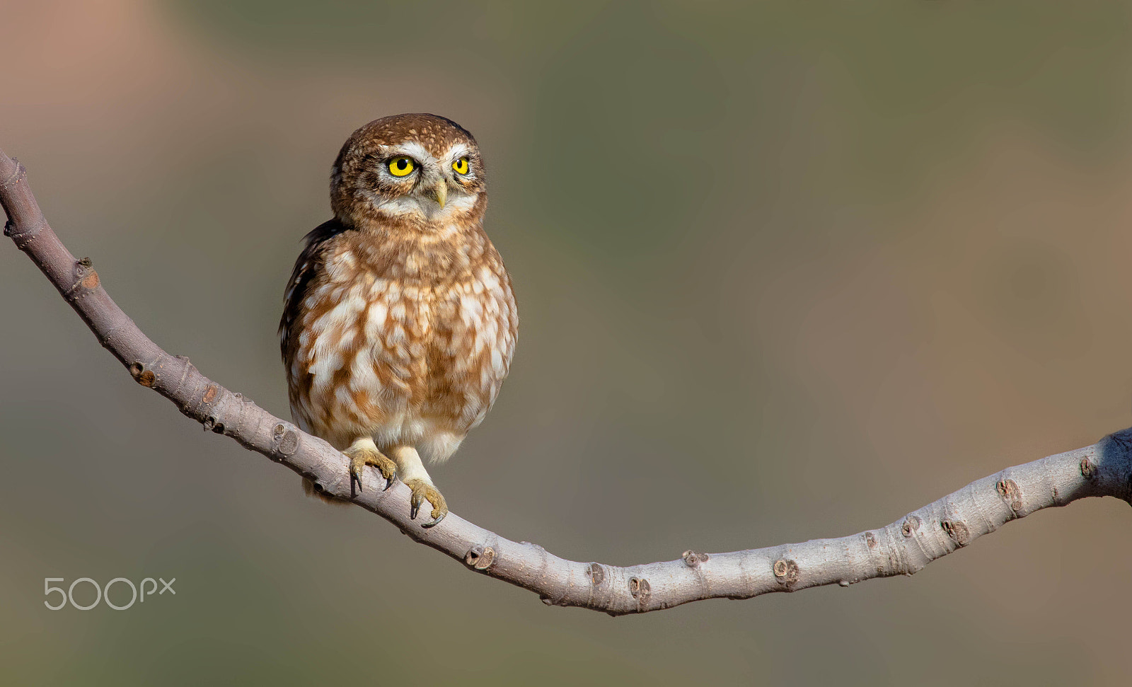 Canon EF 400mm F2.8L IS II USM sample photo. Chouette photography