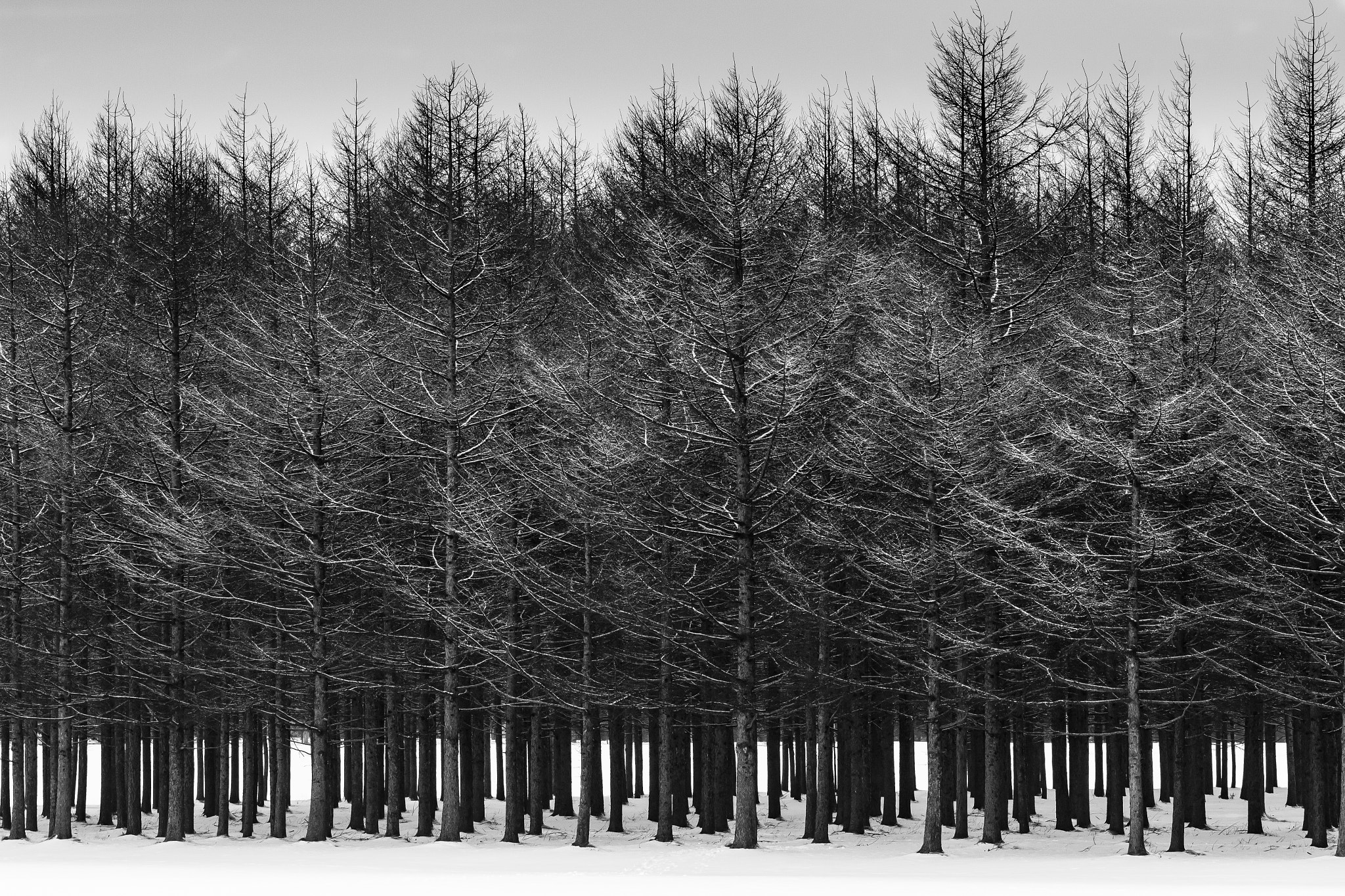 Canon EOS 700D (EOS Rebel T5i / EOS Kiss X7i) sample photo. Winter park photography
