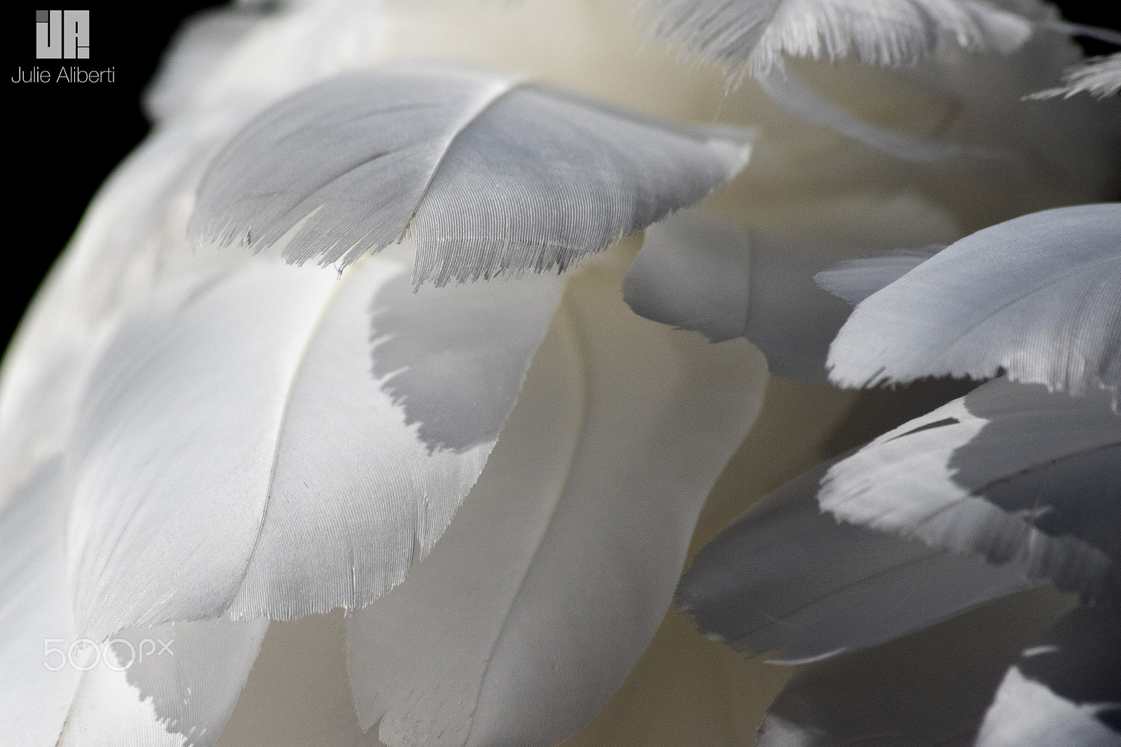 Sigma 70-300mm F4-5.6 APO DG Macro sample photo. . photography