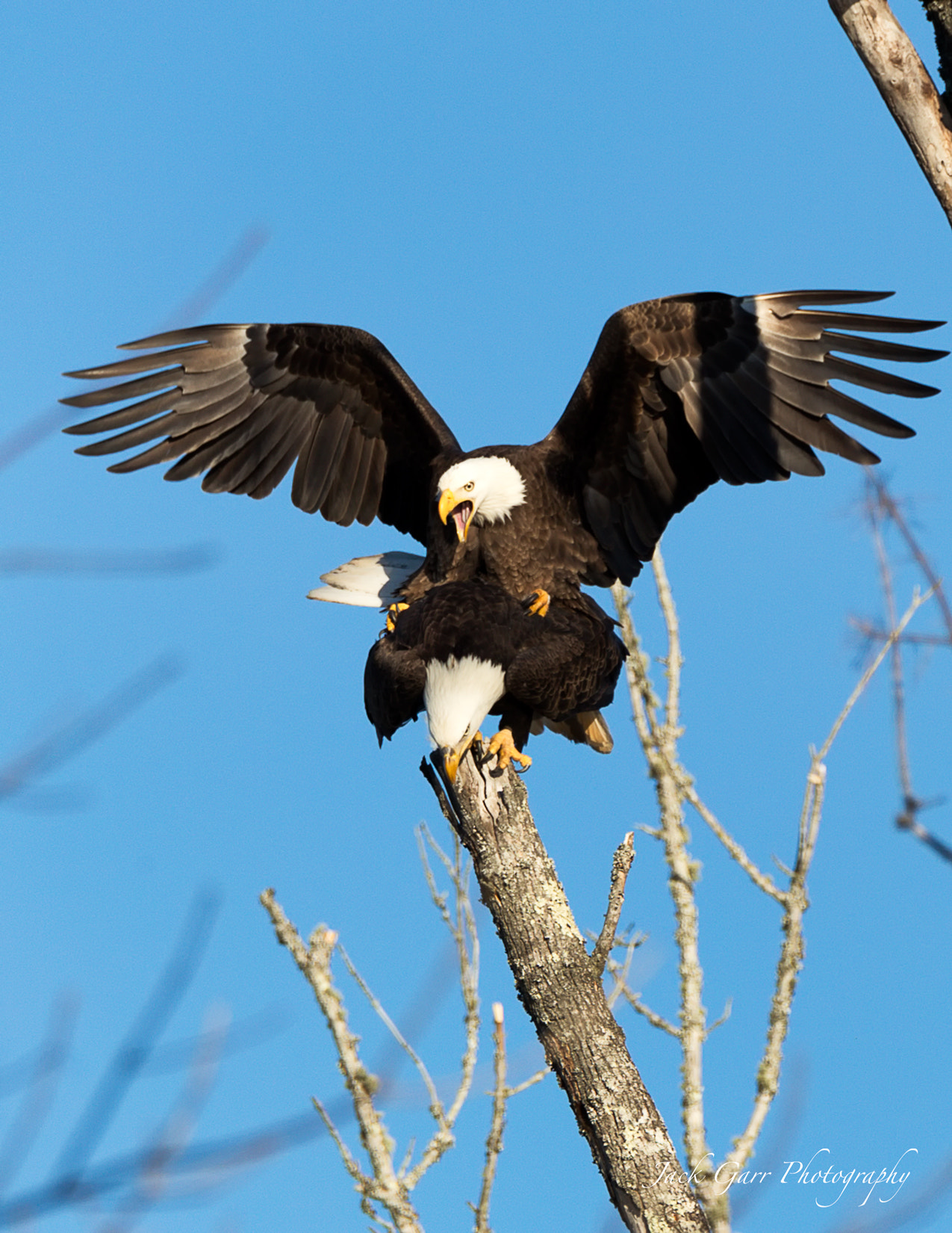 150-600mm F5-6.3 DG OS HSM | Sports 014 sample photo. Bald eagles mating photography