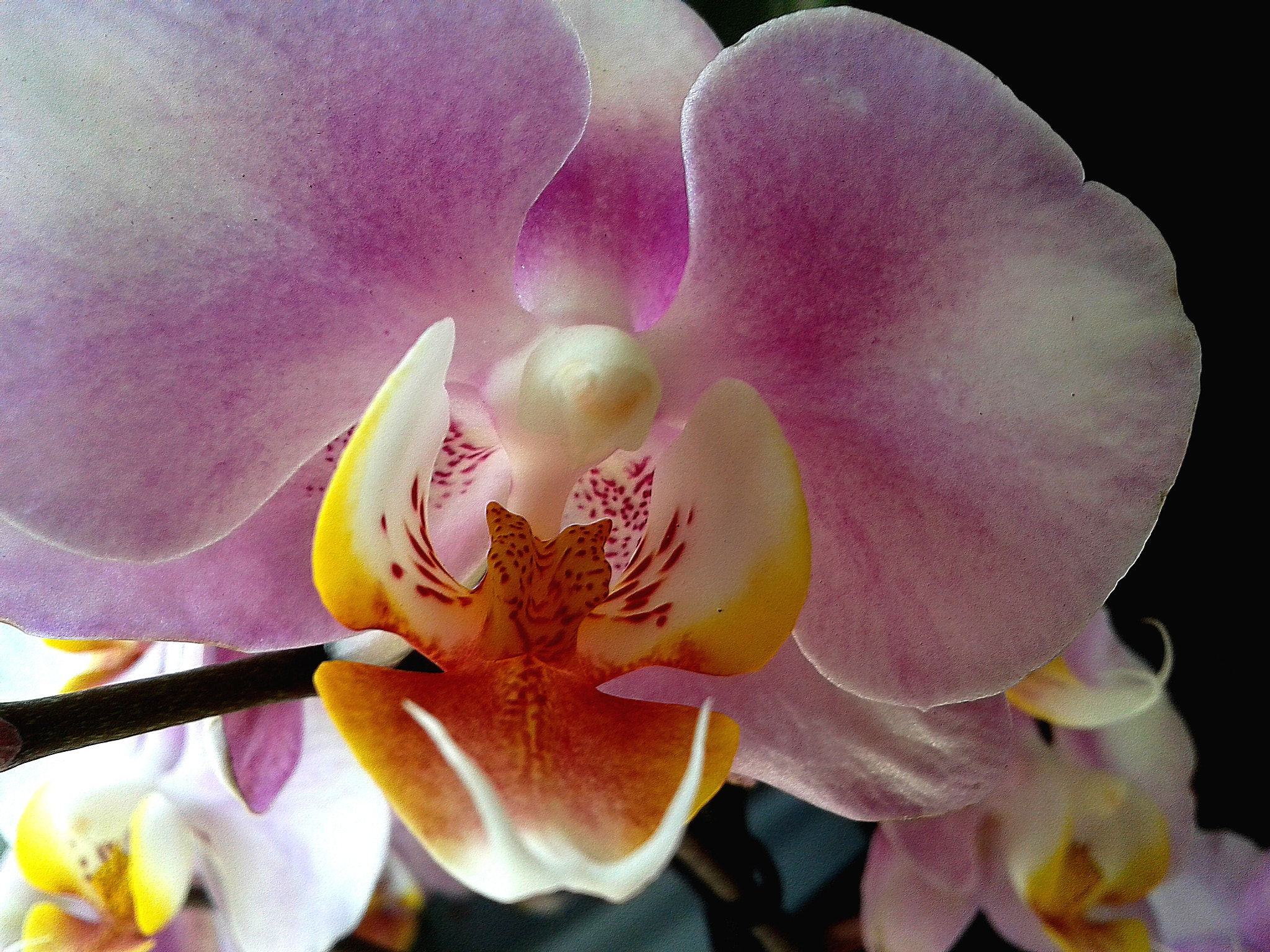 Samsung Galaxy Core Plus sample photo. Orchidea photography