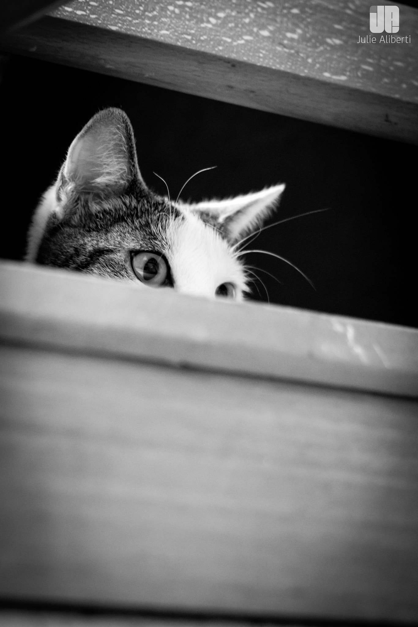 Canon EF 40mm F2.8 STM sample photo. . photography