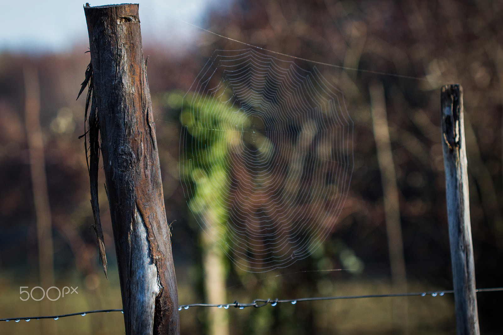 Canon EF 100mm F2.8 Macro USM sample photo. Web photography