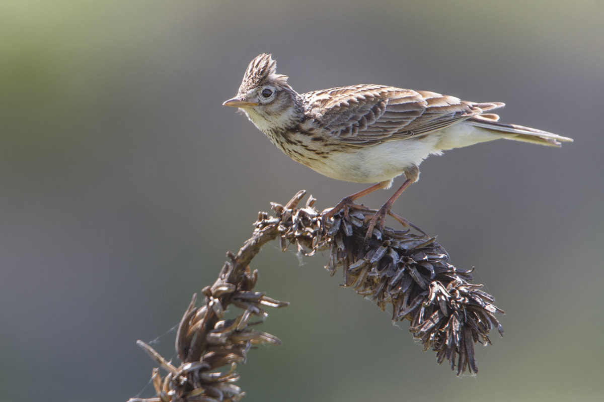Canon EF 500mm F4L IS USM sample photo. Veldleeuwerik photography
