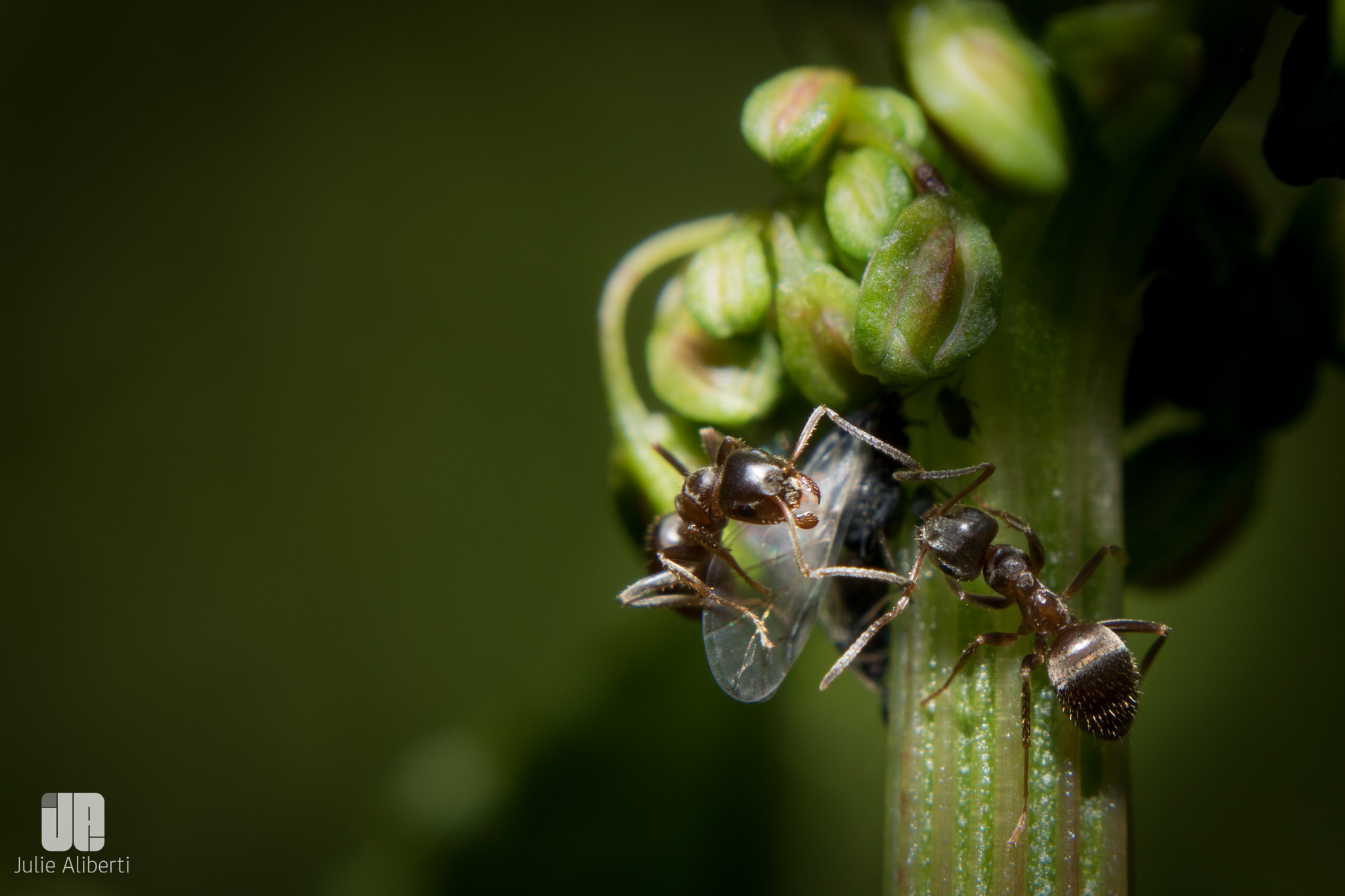Canon EF 40mm F2.8 STM sample photo. . photography