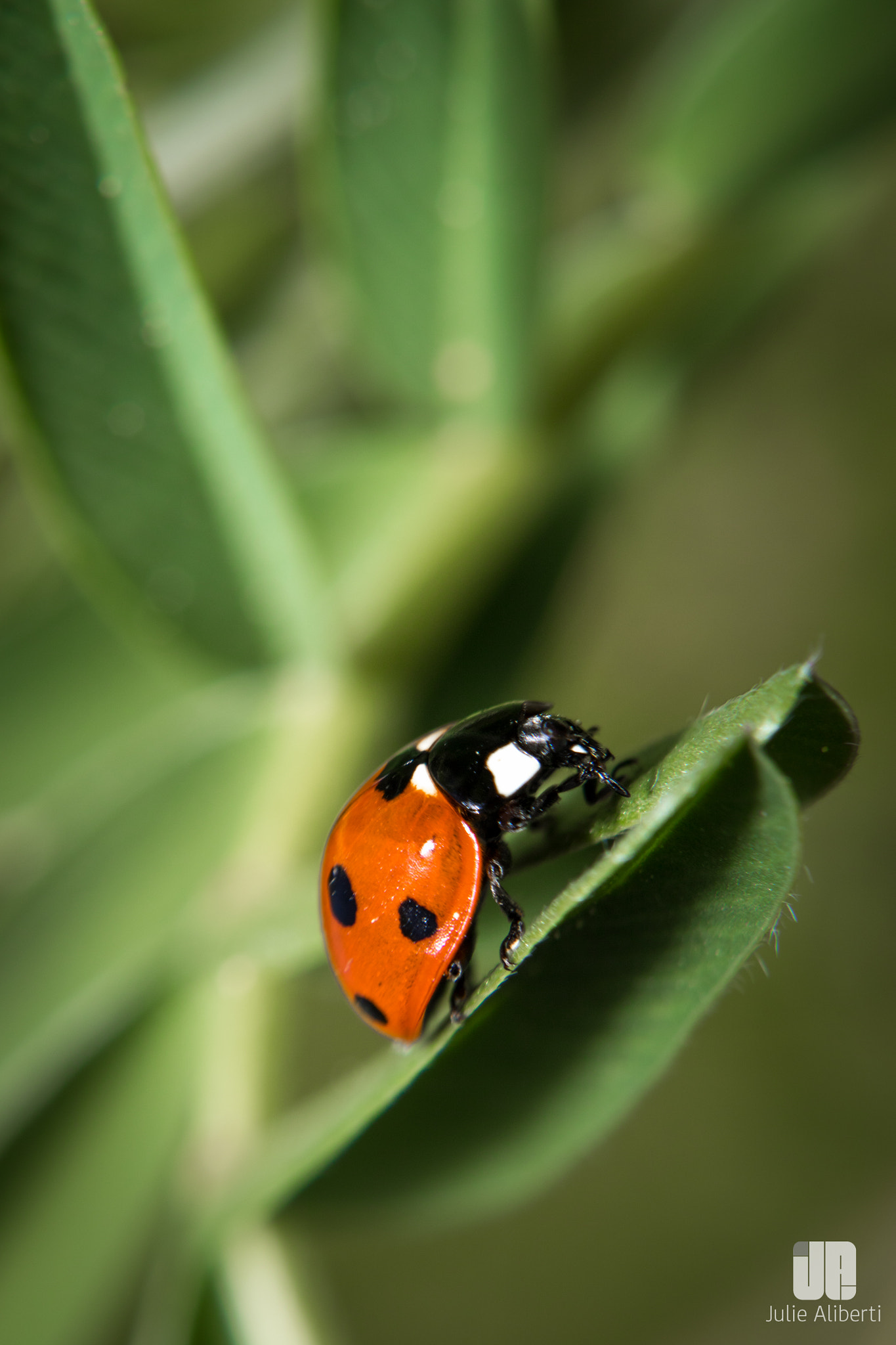 Canon EF 40mm F2.8 STM sample photo. . photography