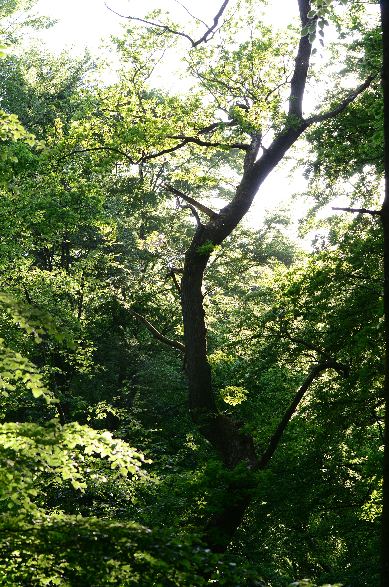 Tamron SP 70-200mm F2.8 Di VC USD sample photo. Green heaven photography