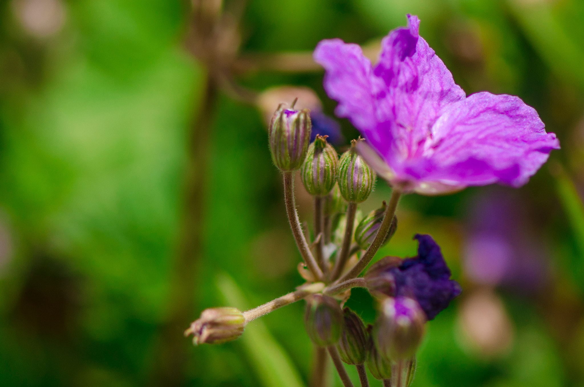 Nikon AF-S Micro-Nikkor 105mm F2.8G IF-ED VR sample photo. Flowers in castelluccio di norcia 4 photography