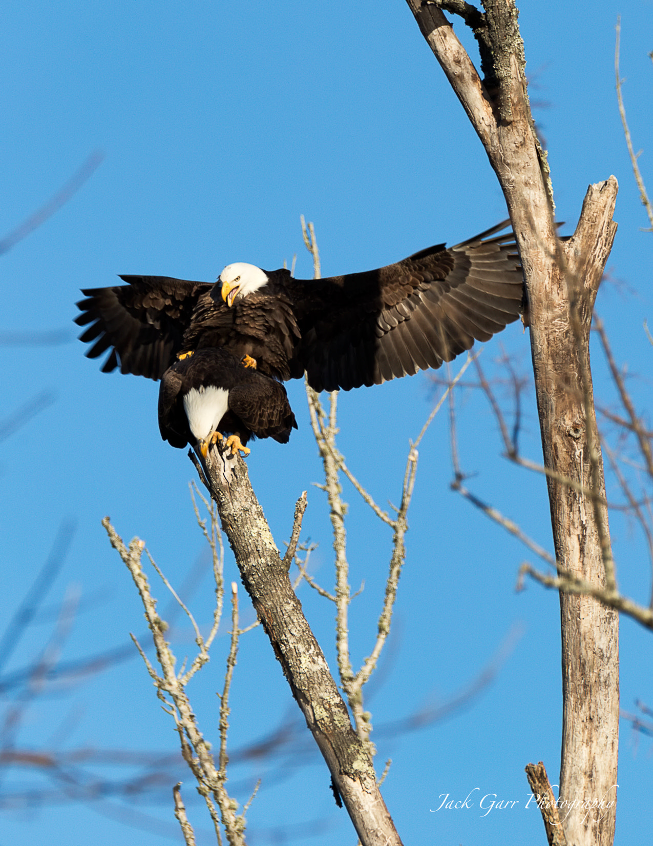 150-600mm F5-6.3 DG OS HSM | Sports 014 sample photo. Bald eagles mating 3 photography