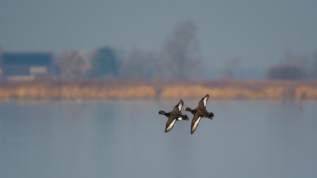 Nikon D7100 + Nikon AF-S Nikkor 300mm F4D ED-IF sample photo. Tufted ducks photography