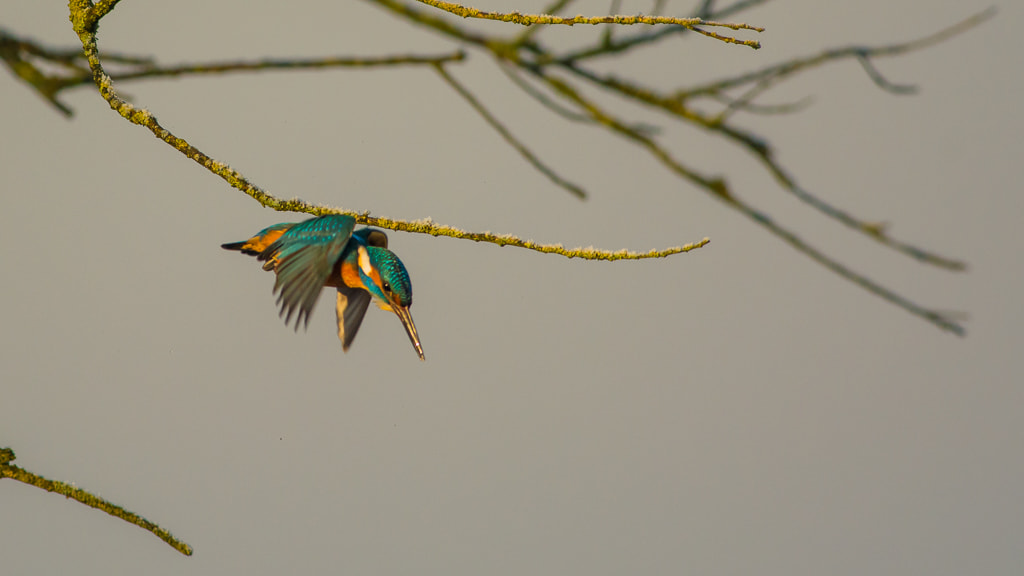 Nikon D7100 + Nikon AF-S Nikkor 300mm F4D ED-IF sample photo. Here we go photography