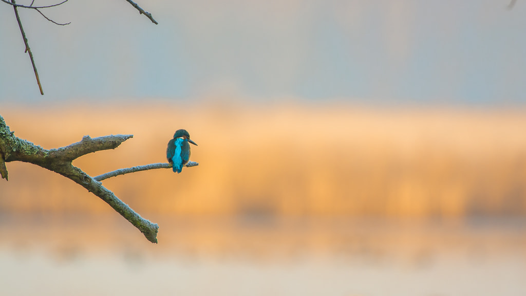 Nikon D7100 + Nikon AF-S Nikkor 300mm F4D ED-IF sample photo. Kingfisher photography