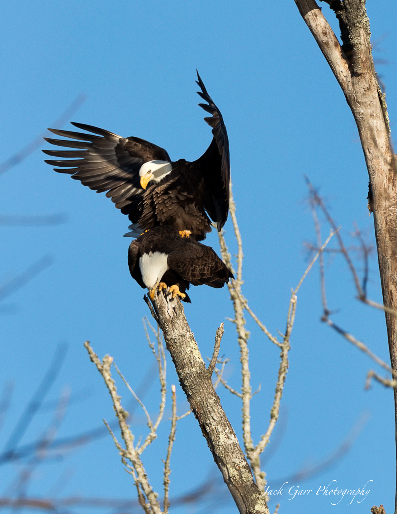 150-600mm F5-6.3 DG OS HSM | Sports 014 sample photo. Bald eagles mating 4 photography