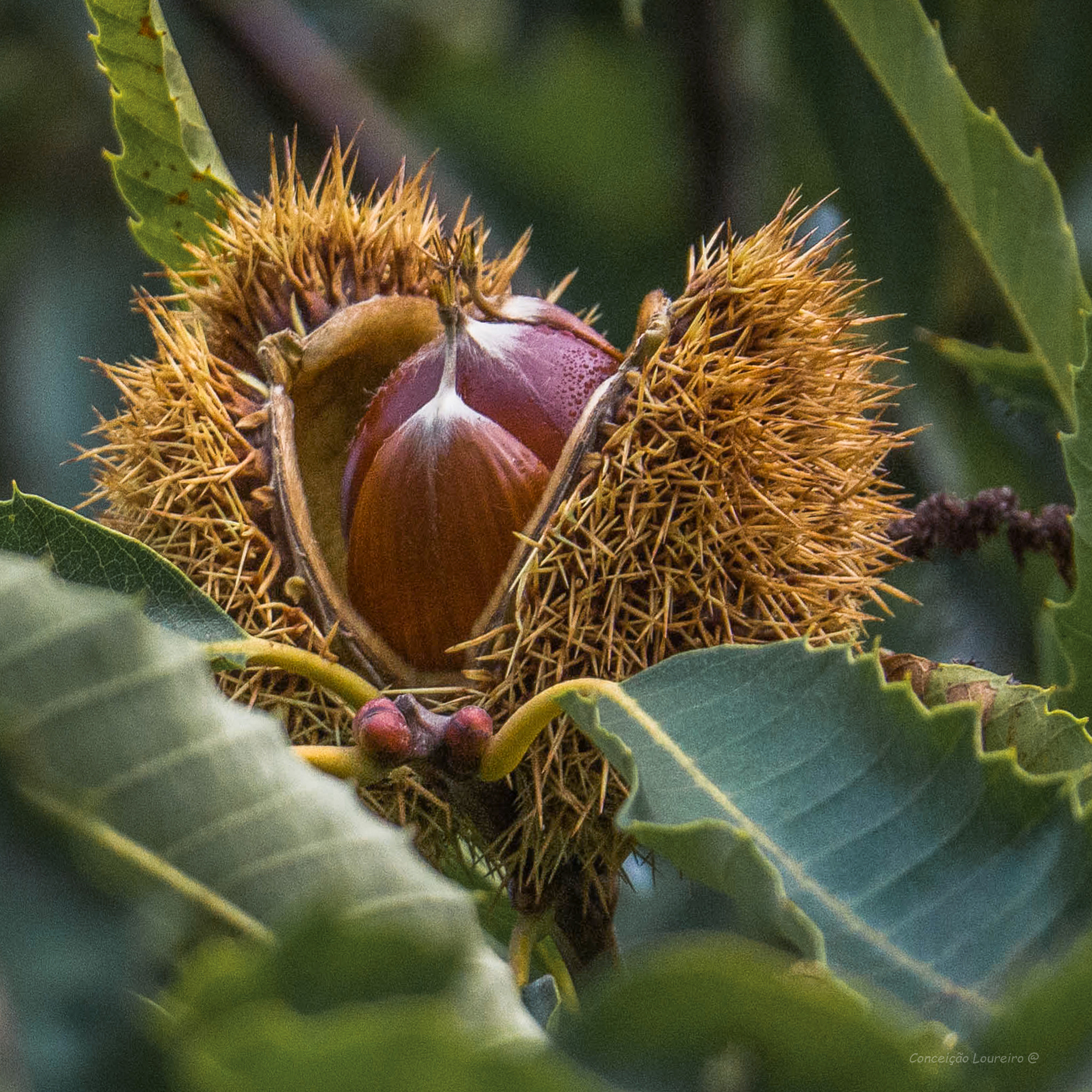 OLYMPUS M.14-150mm F4.0-5.6 II sample photo. Chestnut tree photography