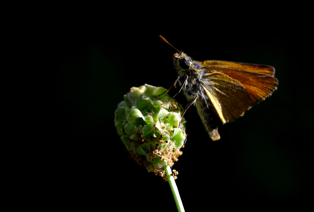 Canon EOS 50D + Canon 150mm sample photo. Zıpzip photography
