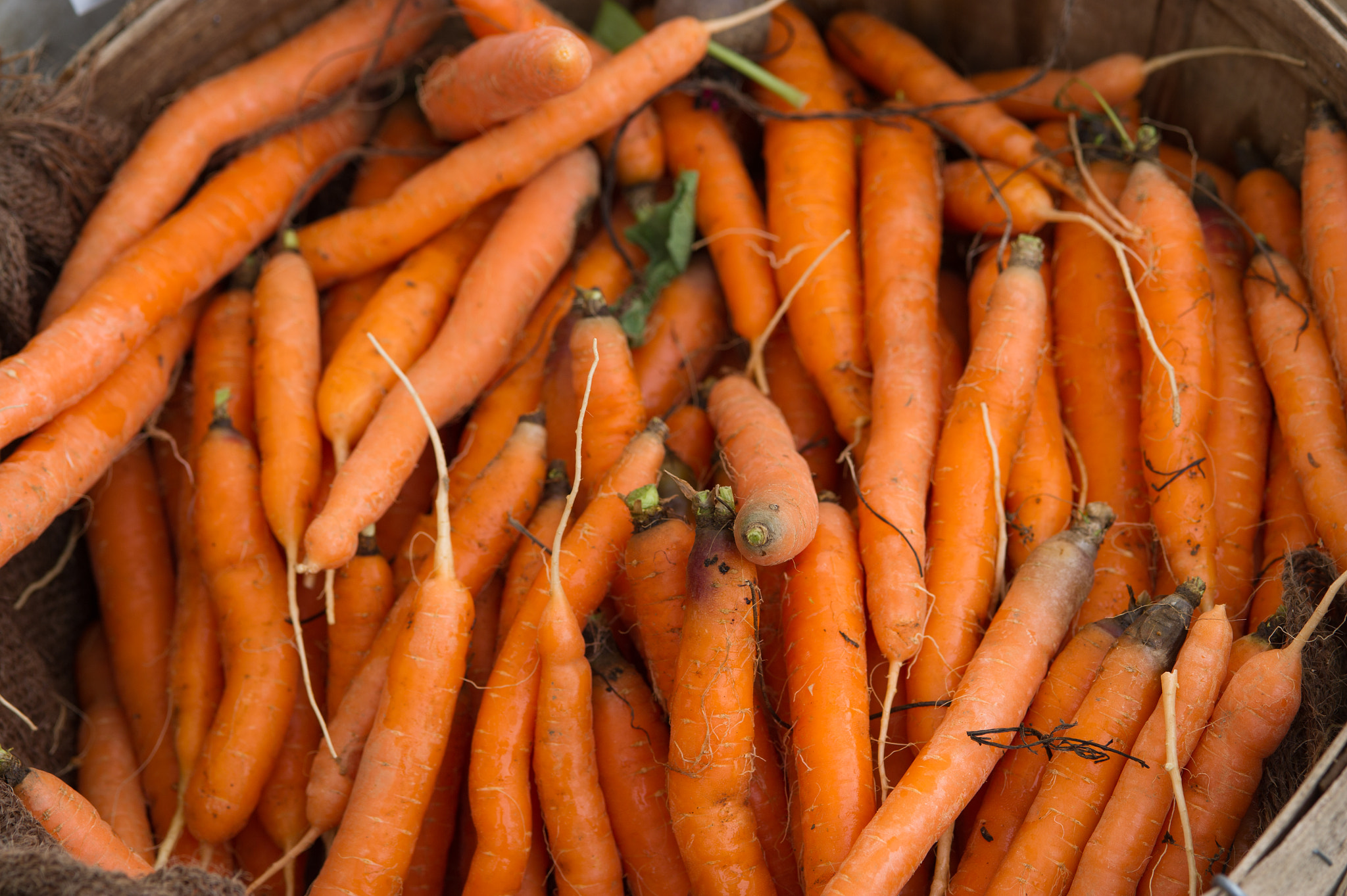 Nikon D3S sample photo. Carrots photography
