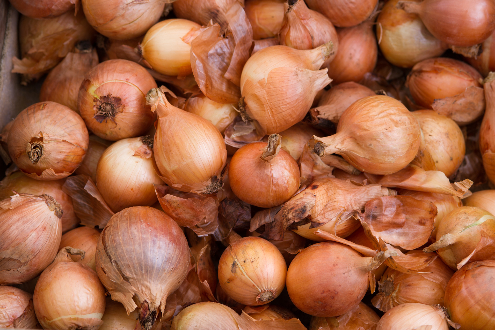 Nikon D3S sample photo. Onions photography