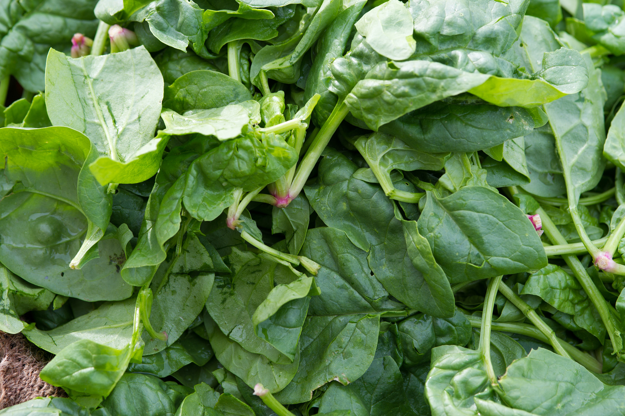 Nikon D3S sample photo. Lettuce photography
