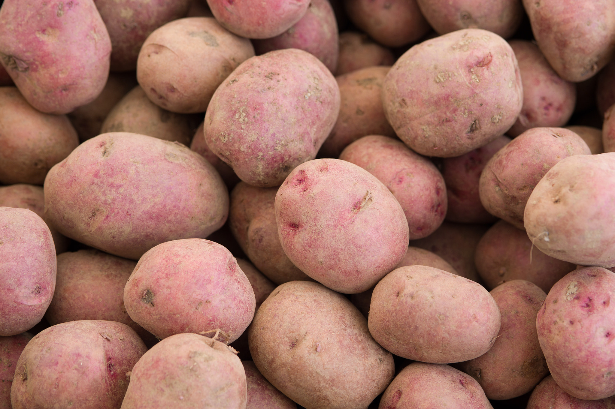 Nikon D3S sample photo. Potatoes photography