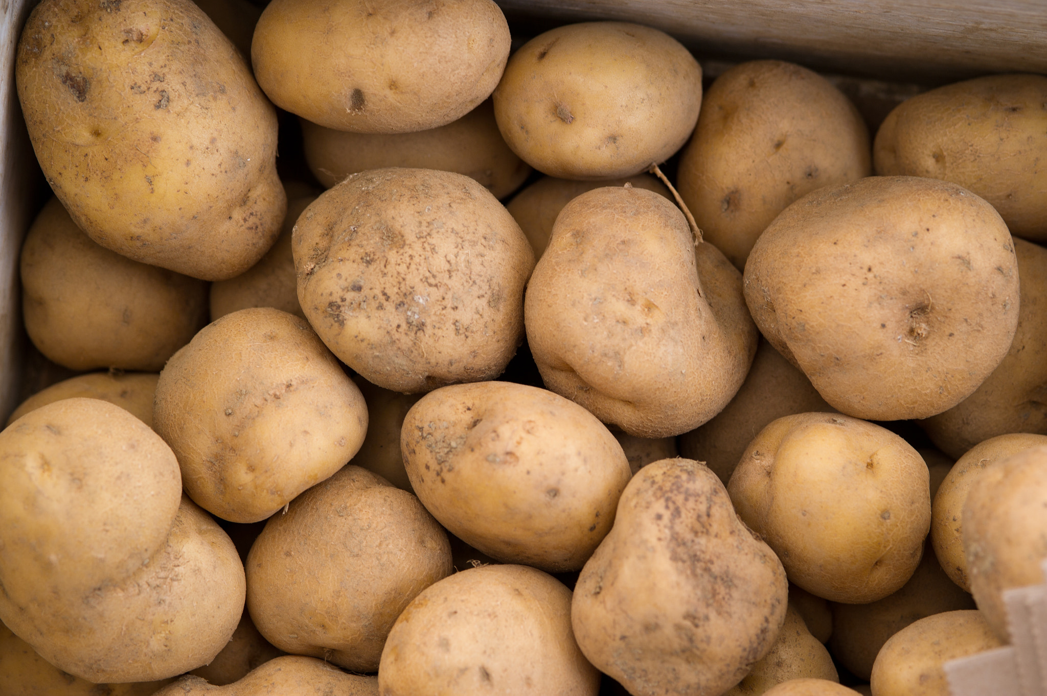 Nikon D3S sample photo. Potatoes photography