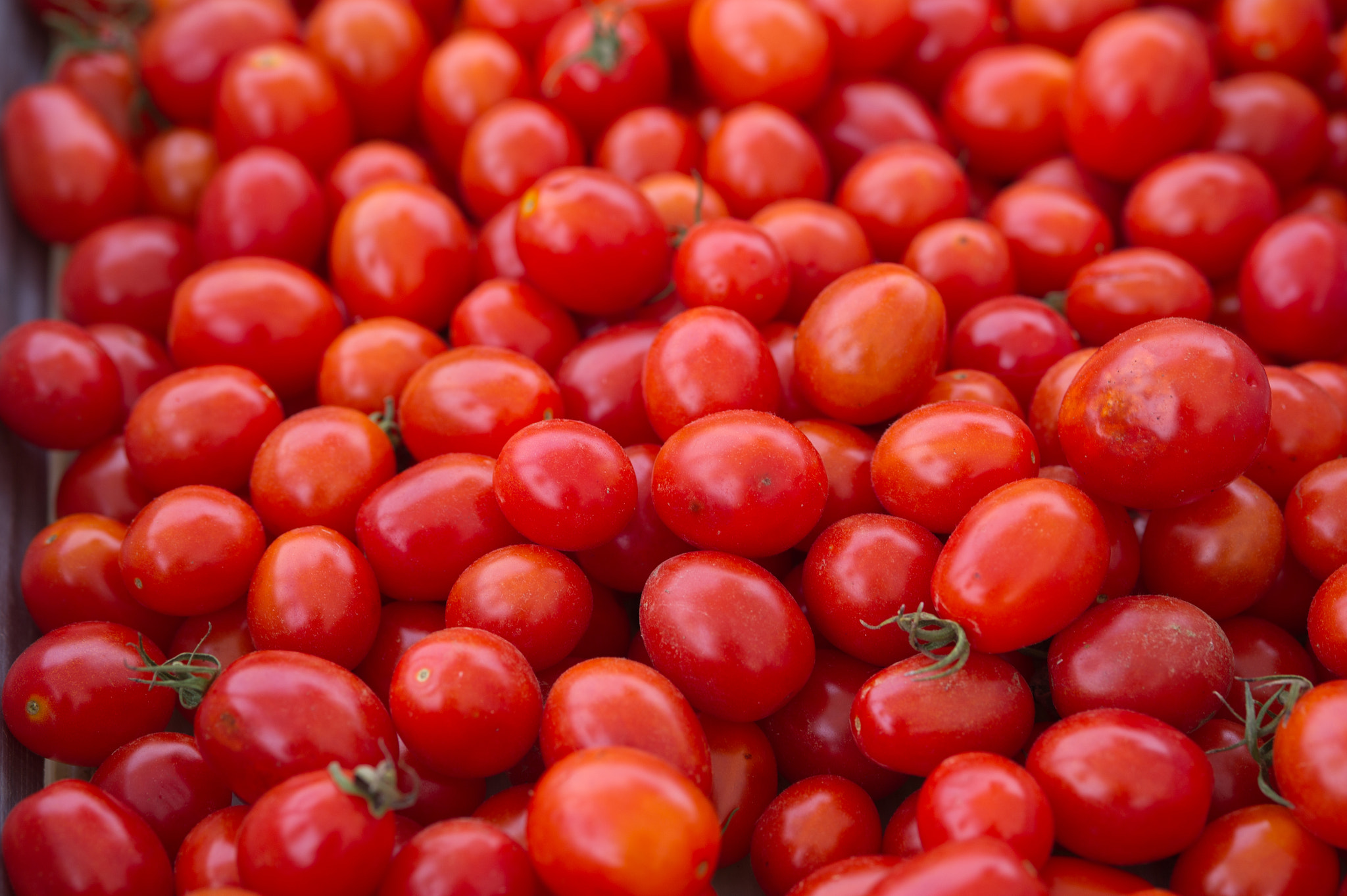 Nikon D3S sample photo. Tomatoes photography