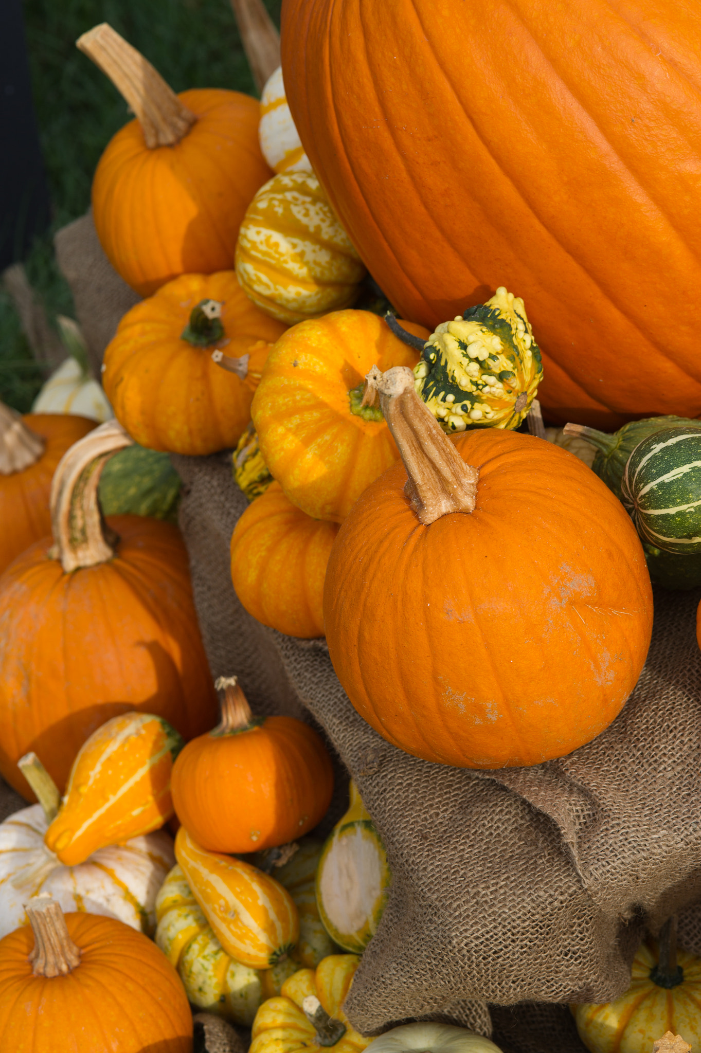 Nikon D3S sample photo. Pumpkins and squash photography
