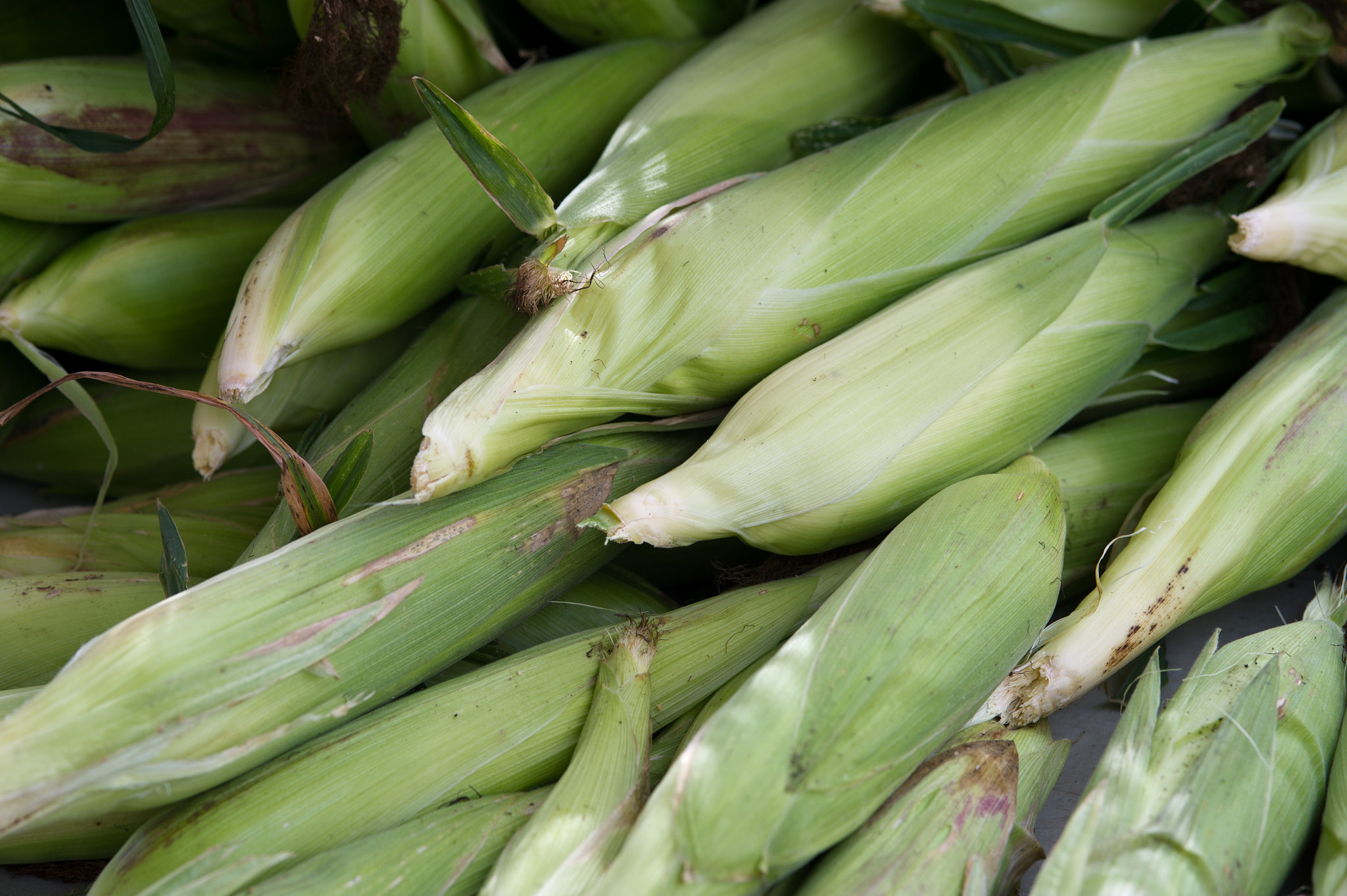 Nikon D3S sample photo. Corn photography
