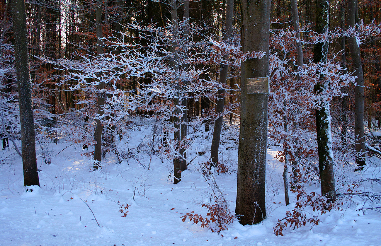 Canon EOS 400D (EOS Digital Rebel XTi / EOS Kiss Digital X) sample photo. ... winter moment in the german forest ! photography