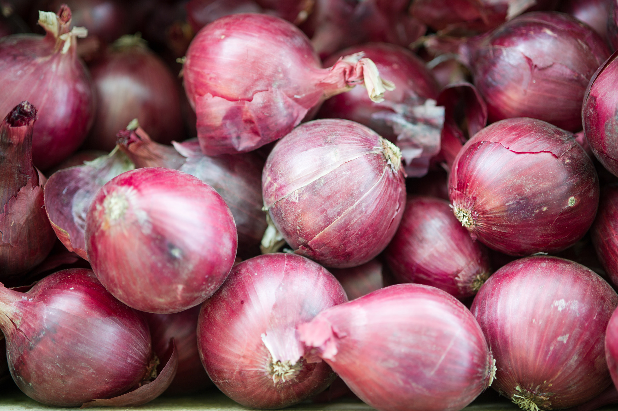Nikon D3S sample photo. Onions photography