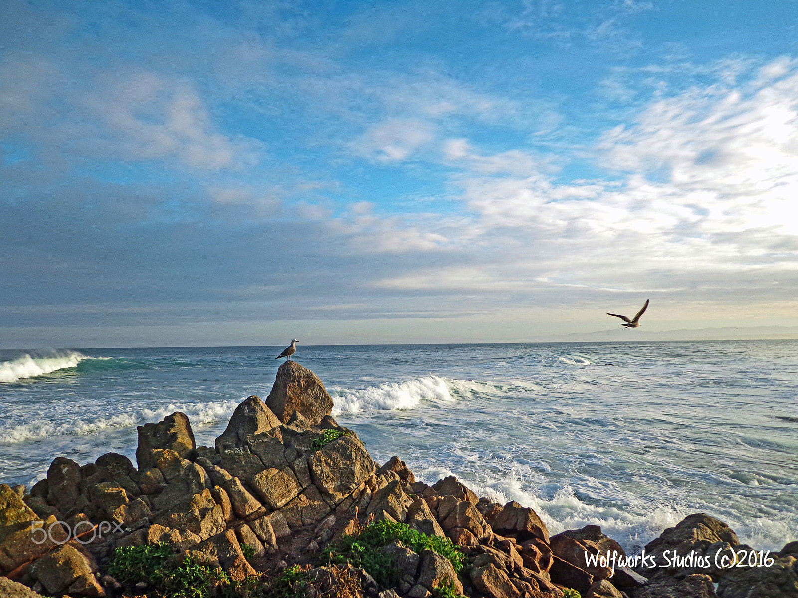 Sony DSC-W650 sample photo. Sea gulls over the ocean photography