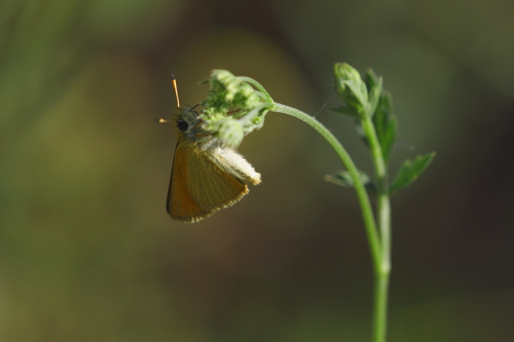 Canon 150mm sample photo. You photography