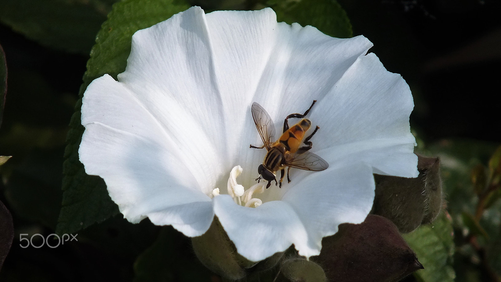 Fujifilm FinePix HS28EXR sample photo. Wild flower photography