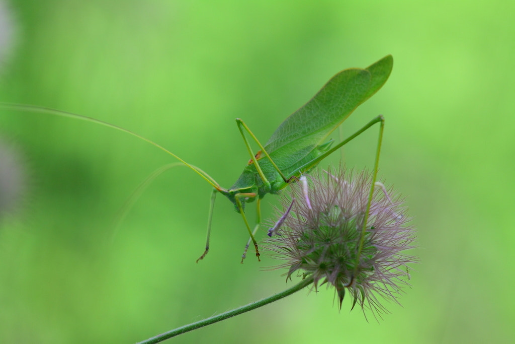 Canon 150mm sample photo. Acrometapa syriaca photography