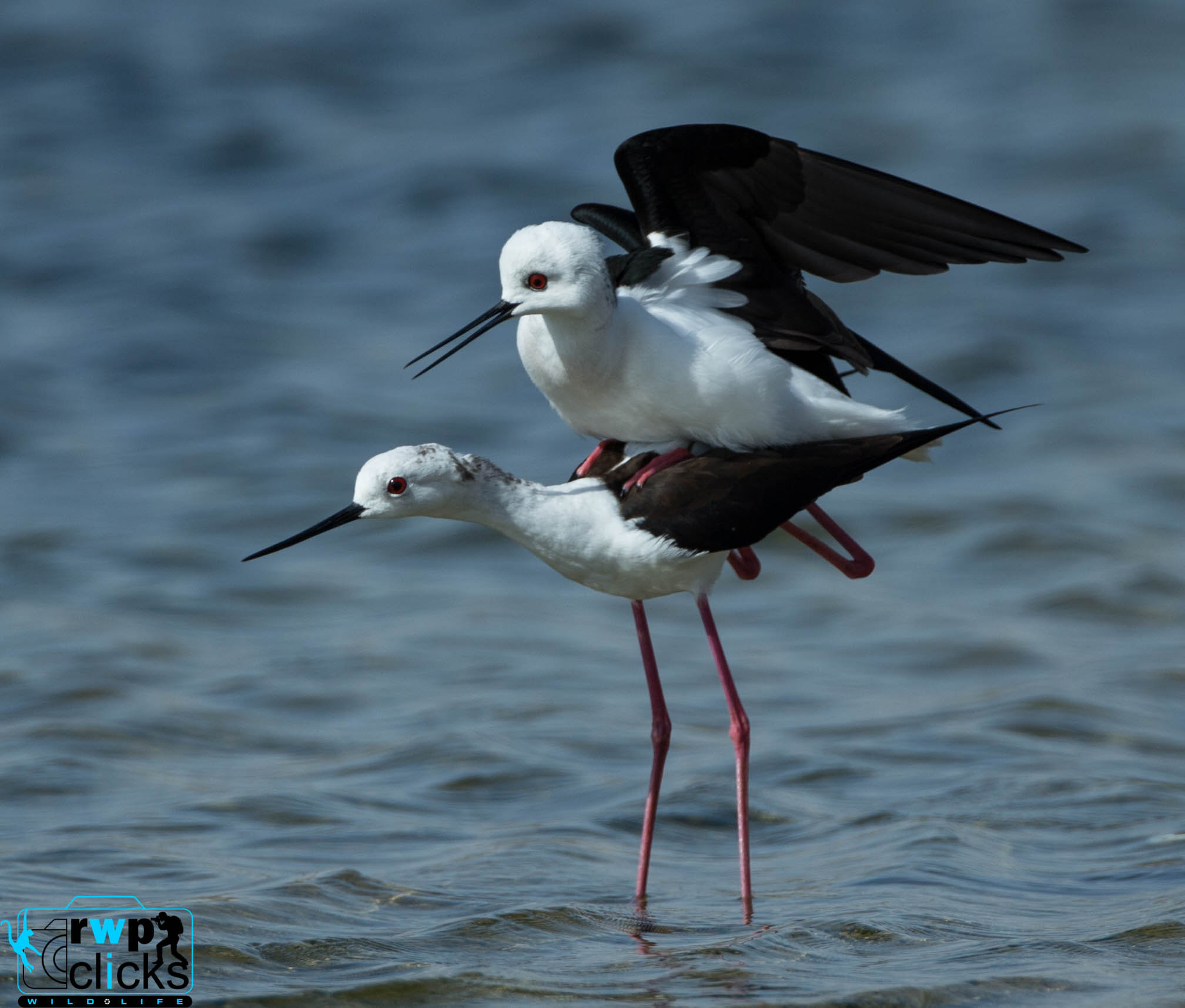 Canon EF 500mm F4L IS USM sample photo. Mating stilts photography
