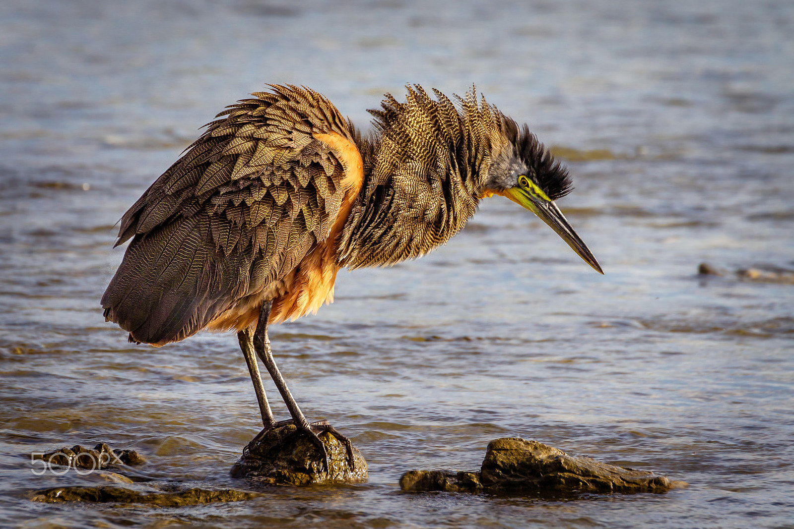 Canon EF 70-300mm F4-5.6L IS USM sample photo. Bare-throated tiger heron in early morning light photography