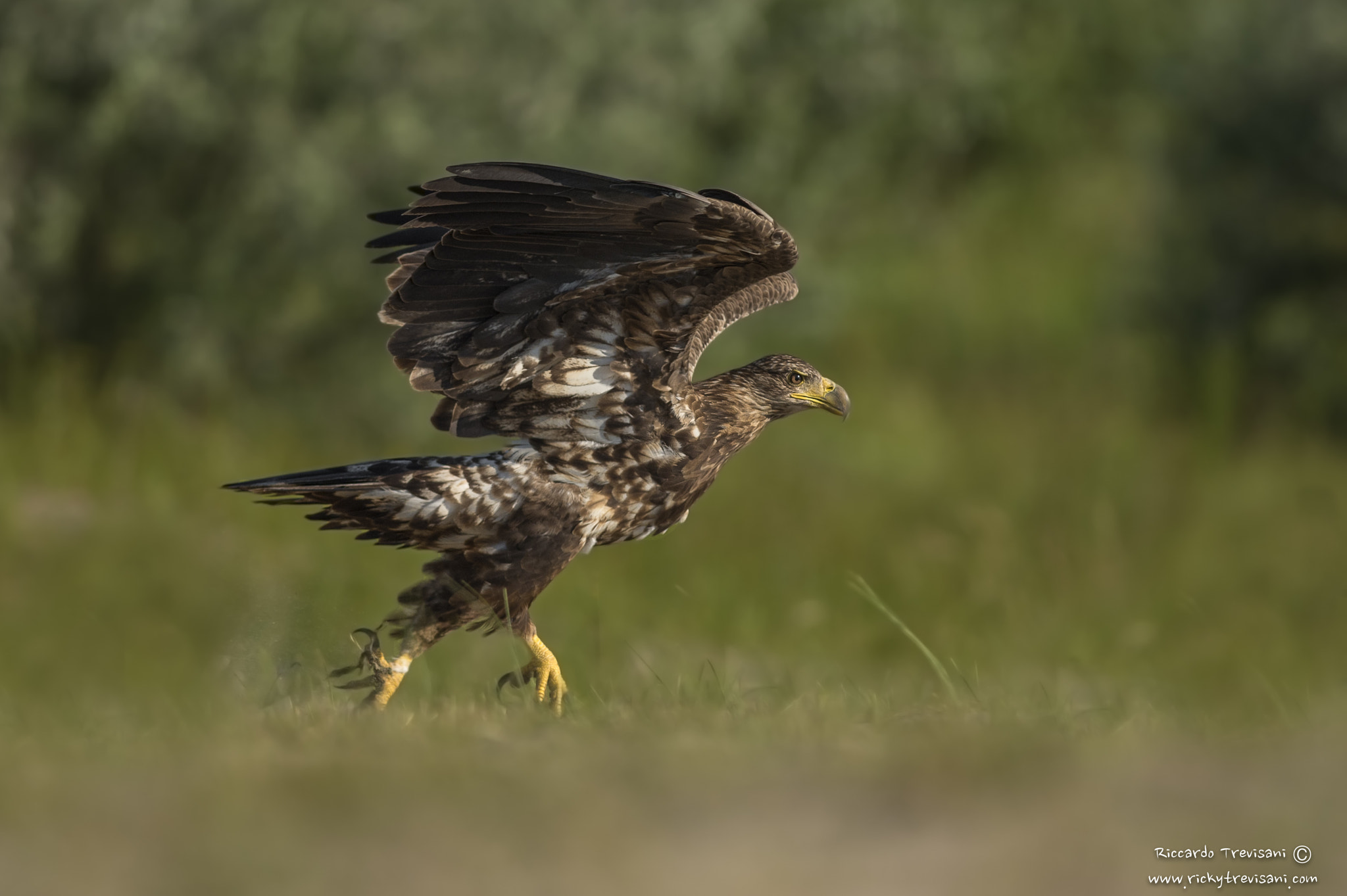 Nikon AF-S Nikkor 300mm F2.8G ED VR II sample photo. White tailed eagle photography