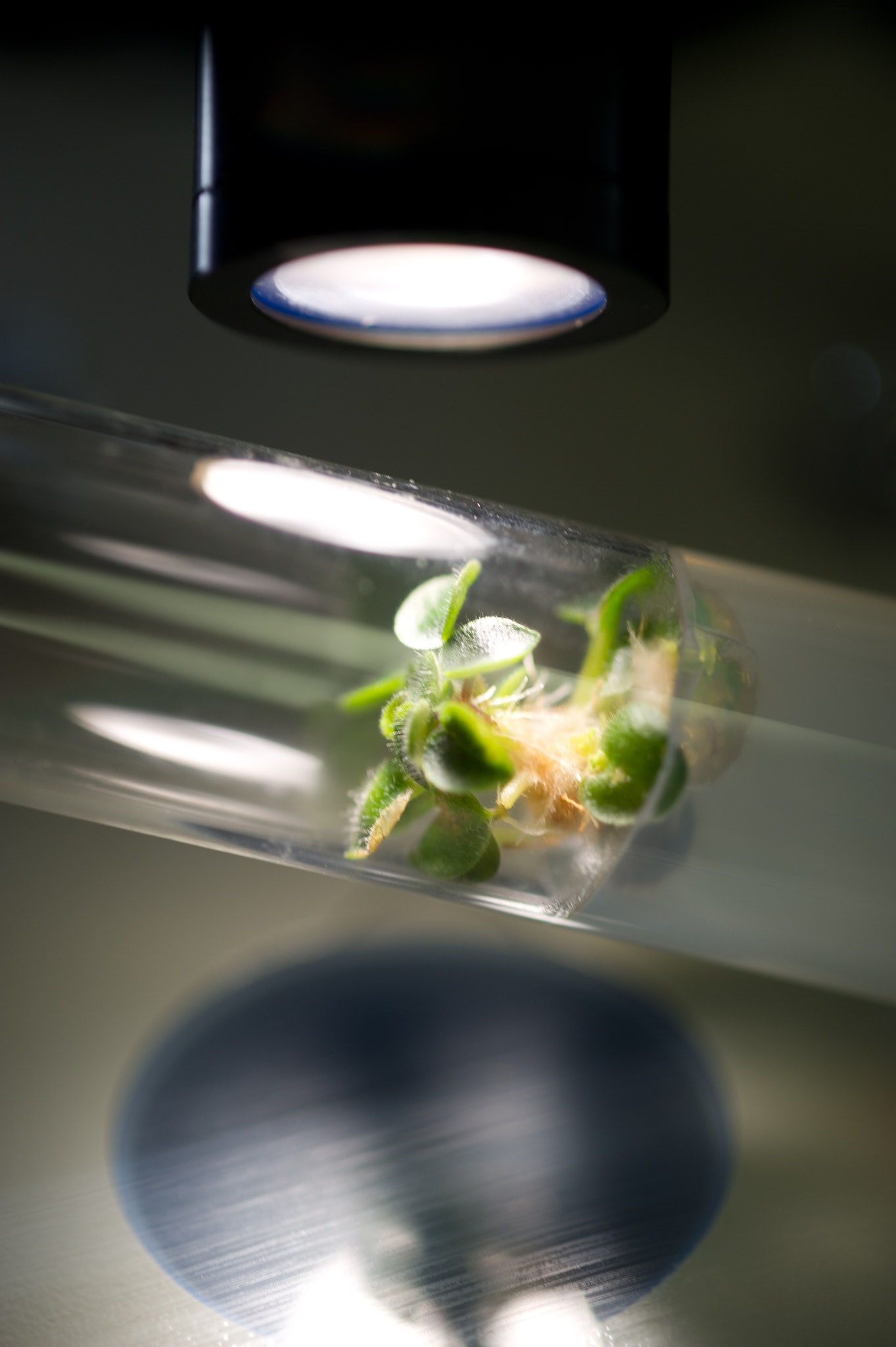 Nikon D3S + Nikon AF-S Micro-Nikkor 105mm F2.8G IF-ED VR sample photo. Plant tissue culture in a test tube photography