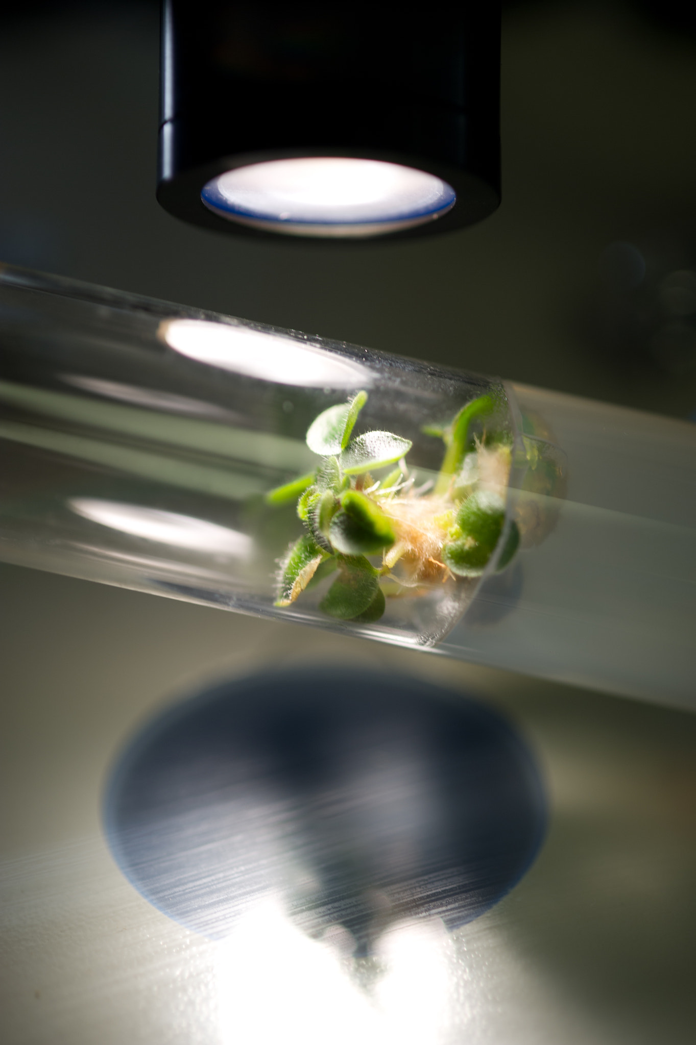 Nikon D3S + Nikon AF-S Micro-Nikkor 105mm F2.8G IF-ED VR sample photo. Plant tissue culture in a test tube photography