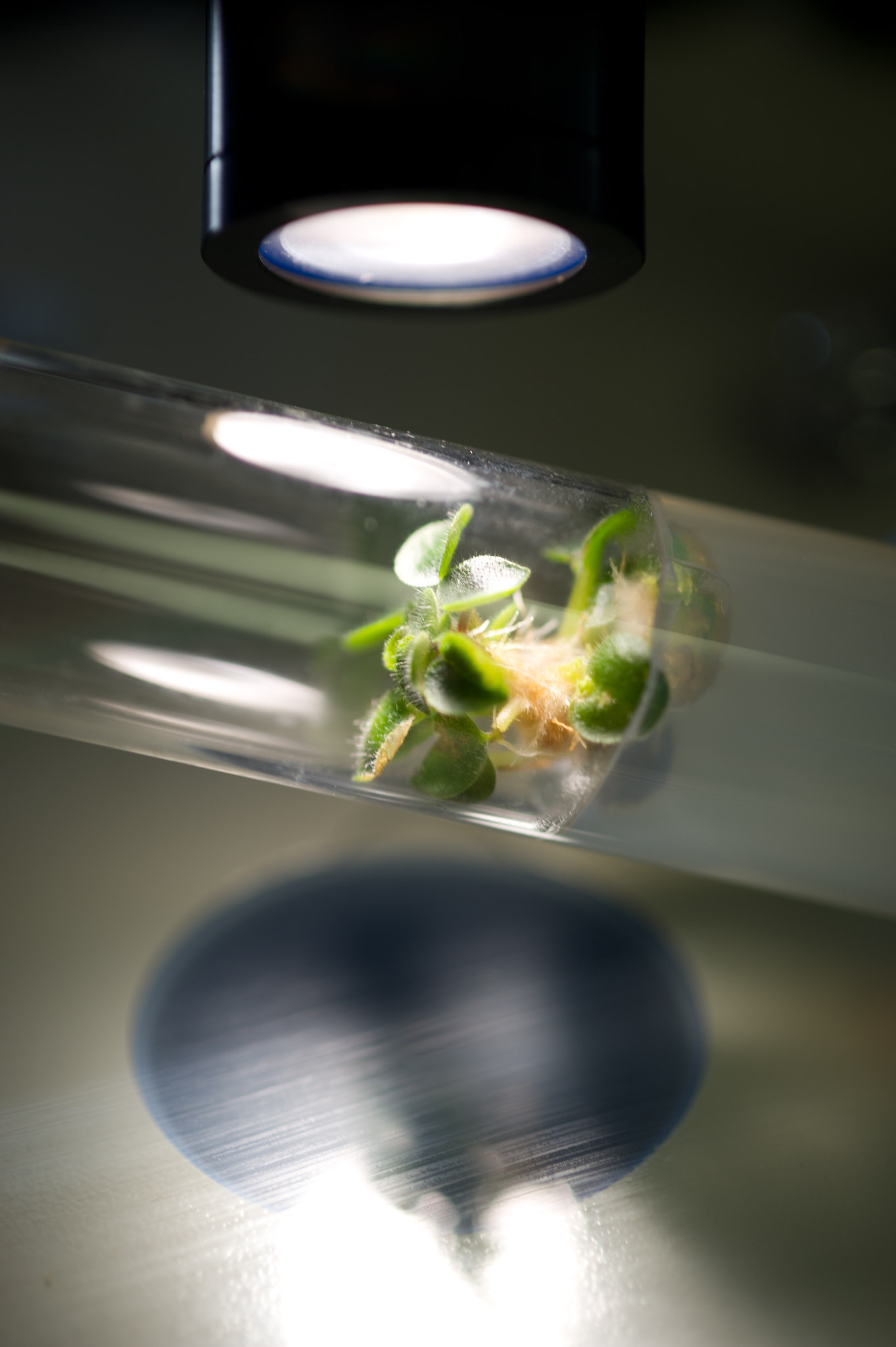 Nikon D3S sample photo. Plant tissue culture in a test tube photography