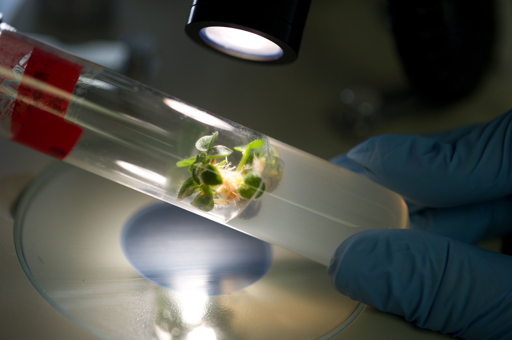 Nikon D3S sample photo. Plant tissue culture in a test tube photography
