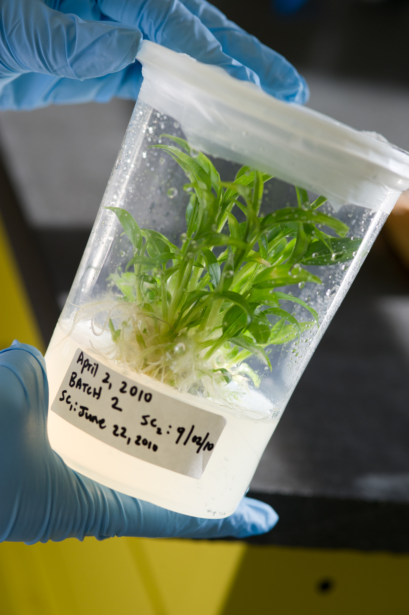 Nikon D3S sample photo. Plant tissue culture in a test tube photography