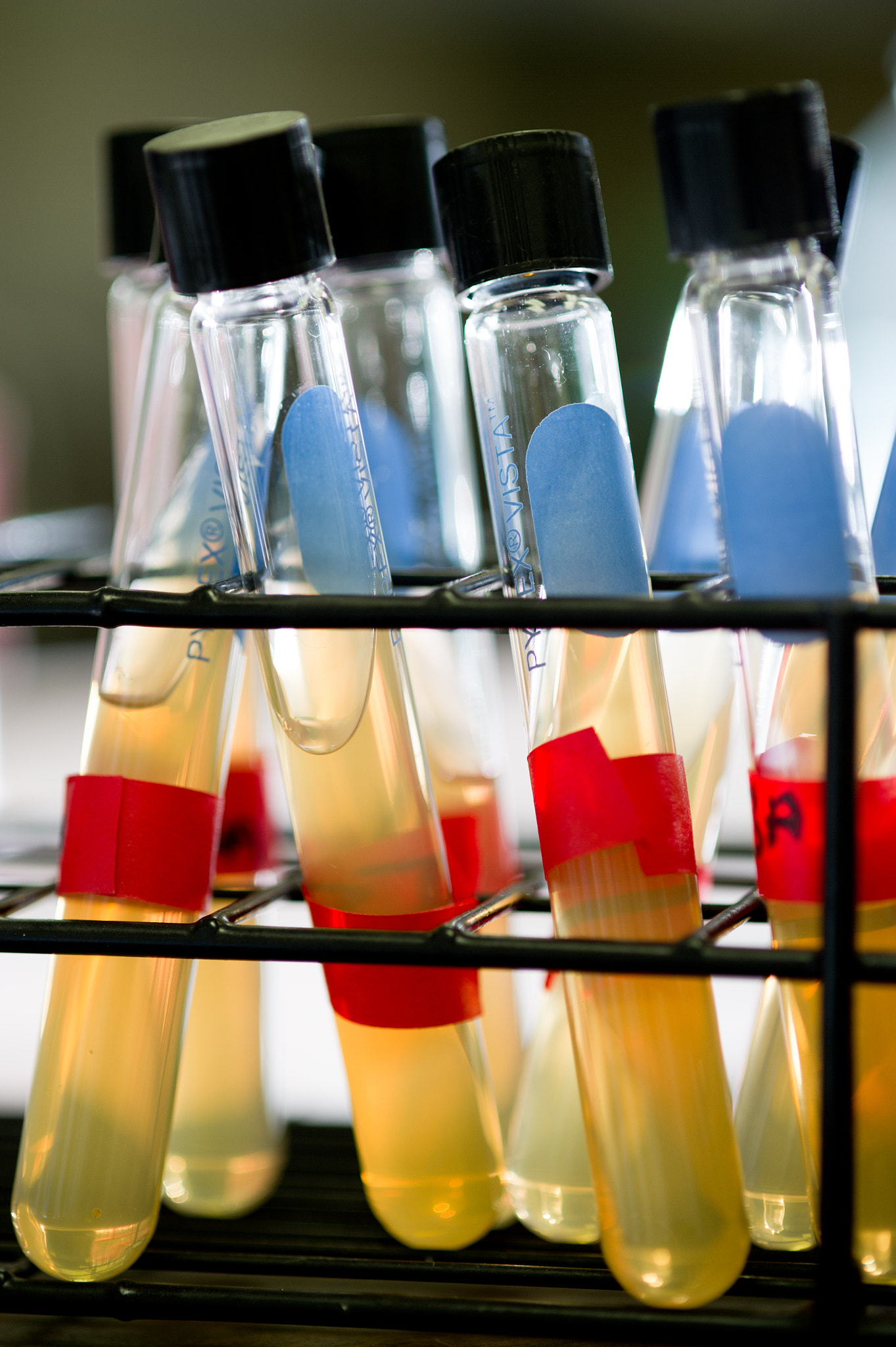 Nikon D3S sample photo. Test tubes in lab photography