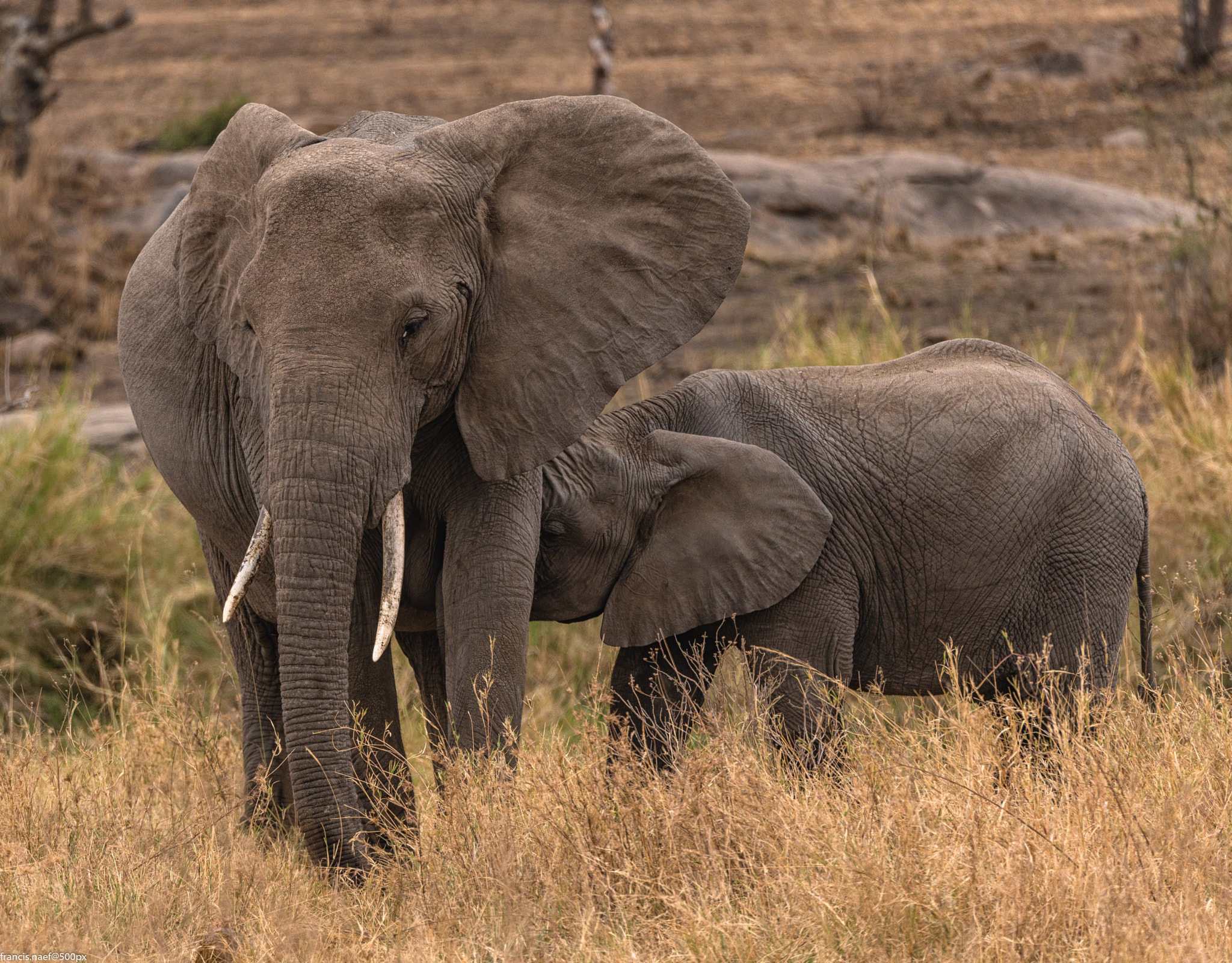 Sigma 150-600mm F5-6.3 DG OS HSM | S sample photo. Mother and child photography