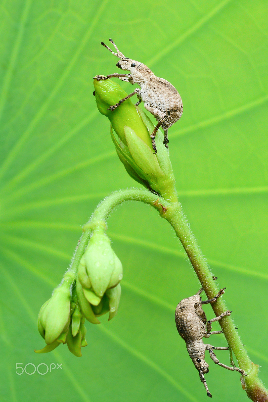 Nikon D7100 + Nikon AF Micro-Nikkor 60mm F2.8D sample photo. Beauty of nature photography