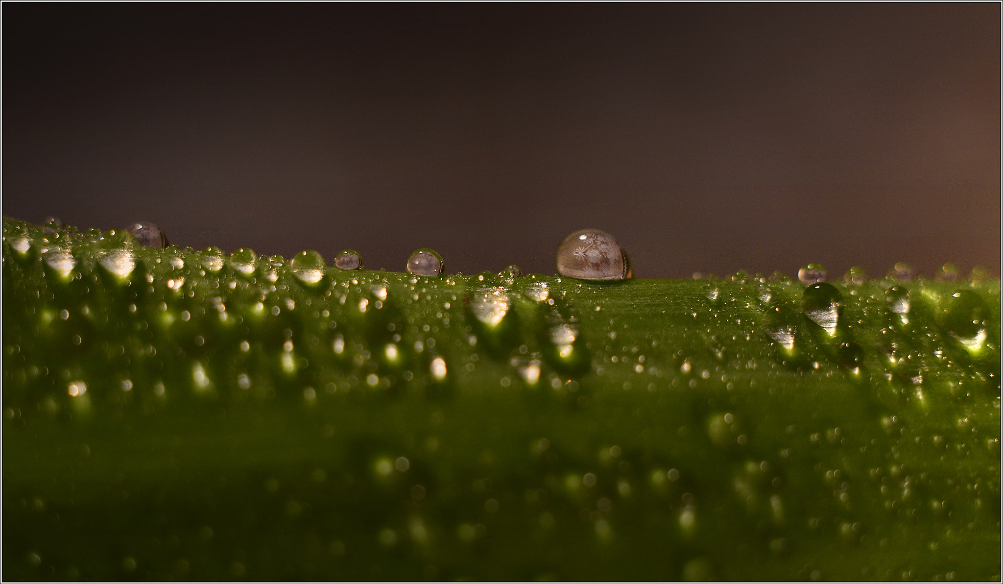 Manual Lens No CPU sample photo. I live with a crocodile photography