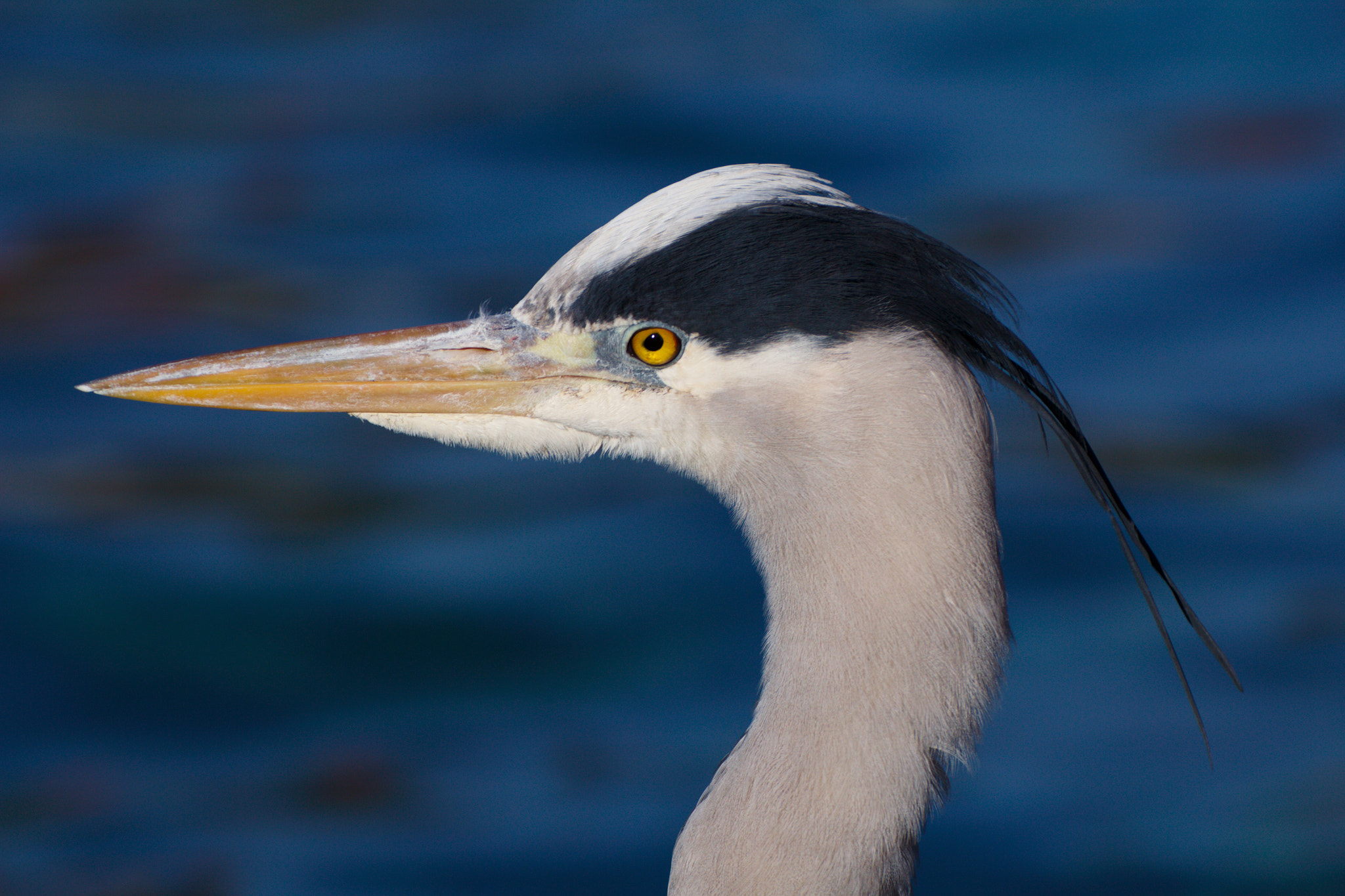 Canon EOS 60D + Canon 70-300mm sample photo