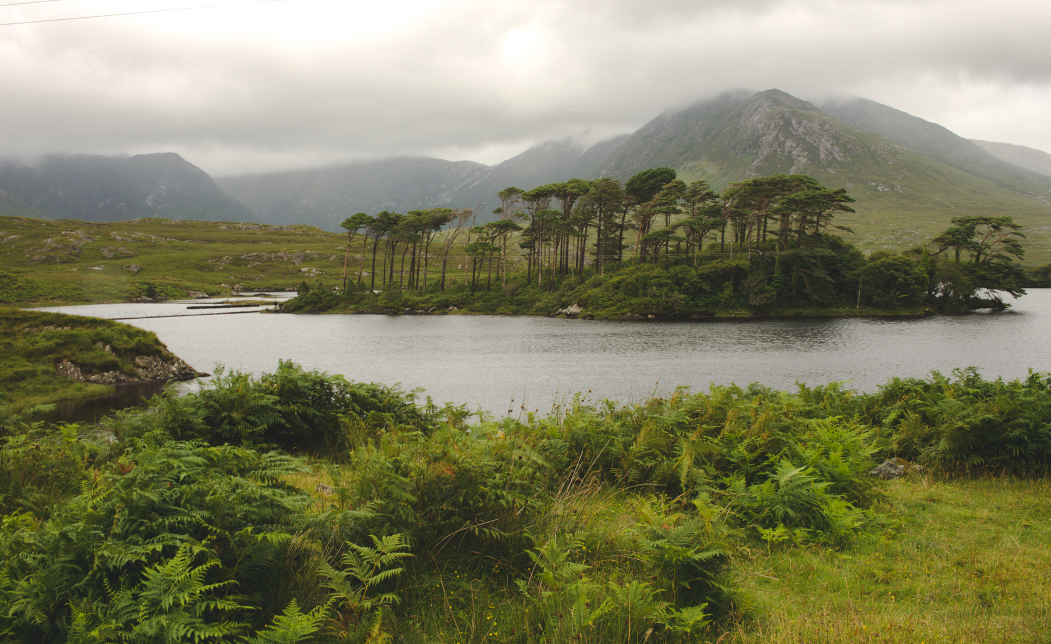 Nikon D800 sample photo. Floating trees of connemara photography